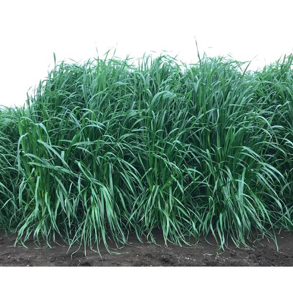 種 1kg イタリアンライグラス たちモン 晩生 雪印種苗 米S 代引不可 登録品種名:たちモン)