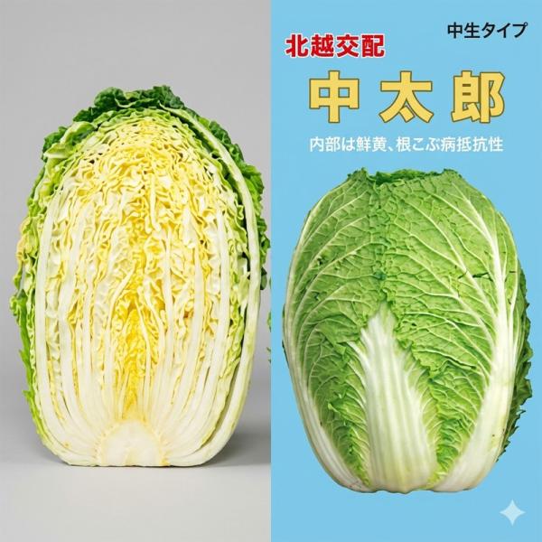 種子 0.8ml ハクサイ 中太郎 北越交配 栽培用 野菜タネ 野菜種子 野菜のタネ 白菜 北越農事...