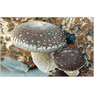 250個入 種駒 しいたけ KM-11号 丸棒...の詳細画像2