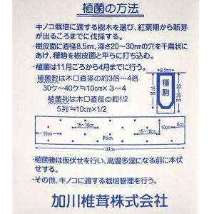 1000個入 種駒 しいたけ KM-11号 丸...の詳細画像1