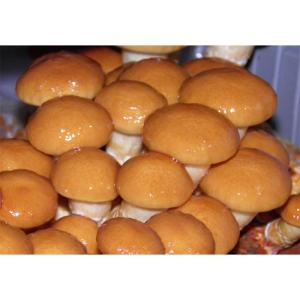 500個入 種駒 なめこ KM-88号 丸棒型...の詳細画像1