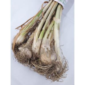 約600g (200g 3束) 干し葱苗 栽培用 干しネギ 苗 ほしねぎ