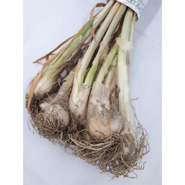 約600g (200g 3束) 干し葱苗 栽培用 干しネギ 苗 ほしねぎ 干し ネギ 家庭菜園 ガー...