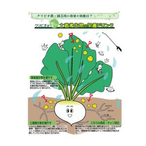 クリビオ 20L 農園芸用 植物活性剤 活力 ...の詳細画像1