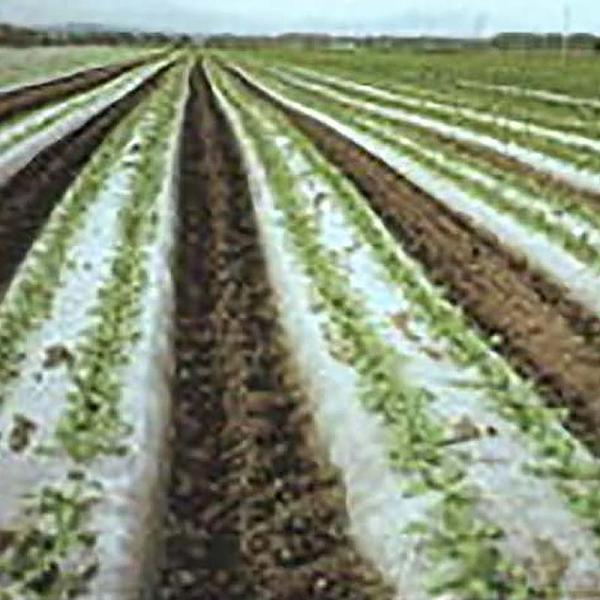 菜園用 ビオトップ 黒 10本入 生分解性フィルム 無孔品 0.018mm×95cm×50m マルチ...