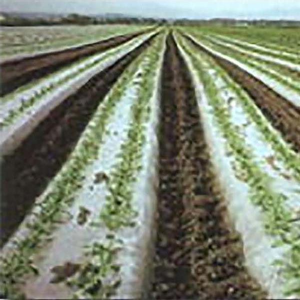 菜園用 ビオトップ 黒 10本入 生分解性フィルム 無孔品 0.018mm×135cm×50m マル...