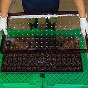 ハンドシーダー セルトップ用 128穴 ダブル 播種 ポット播種器 農業