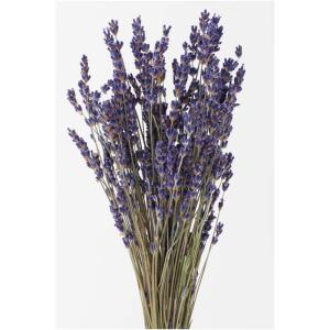 ラベンダー おかむらさき ドライフラワー 150g 北海道 富良野産