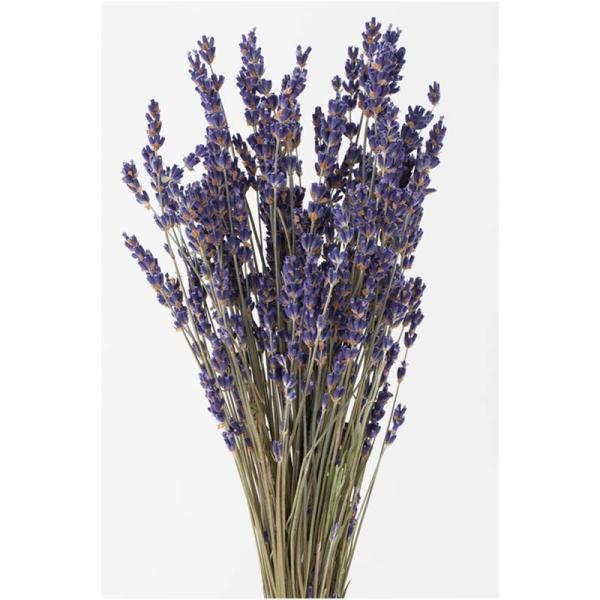 ラベンダー・イタリー N 76-10040-0 ラベンダー ドライフラワー フラワーアレンジメント ...