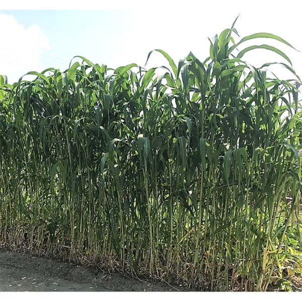 種 22.5kg グランデソルゴー TSG-29 ソルガム 播種期：5〜8月 タキイ種苗 米S 代引...