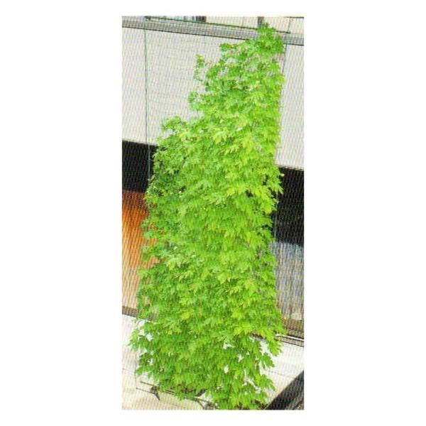 12セット 緑のカーテン 5m吊下げ ワイド800 80cm×5m グリーンカーテン 日除け 日よけ...