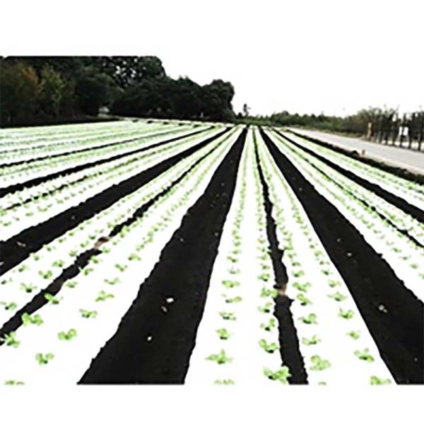 3本 KO 白黒ダブルマルチ KOWB 135cm×200m 農業 白黒 マルチ みかど化工 カ施 ...