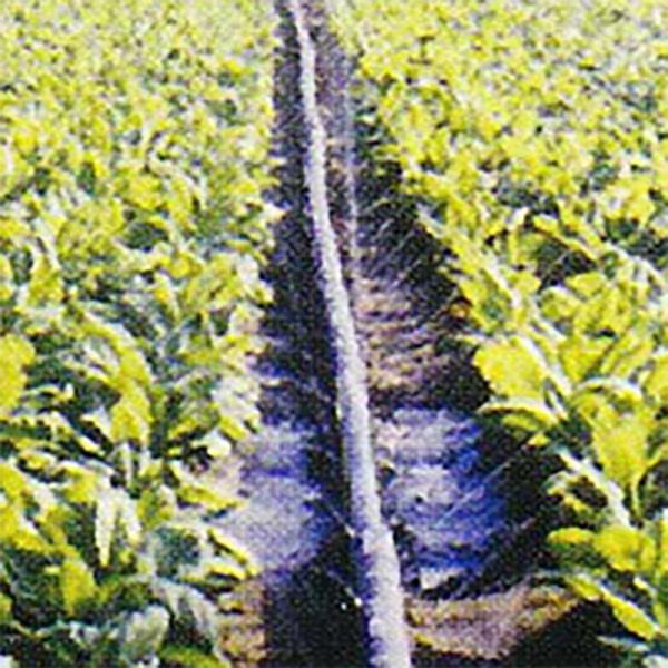 灌水チューブ キリコ AIII型 100m 一般噴霧 散水 チューブ MKVアドバンス サT 代引不...