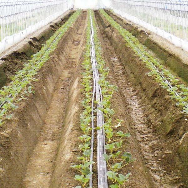 10個 灌水チューブ エバフロー A型 100m 噴霧型ポンチ穴 MKVアドバンス 潅水 噴霧 根元...