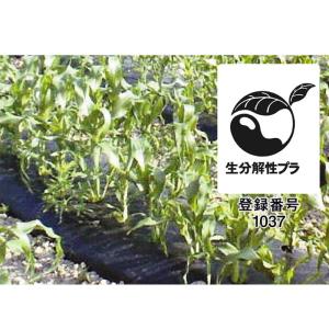 2本 生分解性マルチフィルム カエルーチ 黒 有孔 0.018mm×95cm×200m
