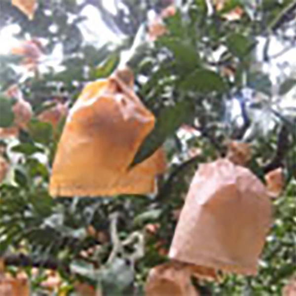 5000枚 果実袋 びわ ビワ袋 クカ油引一重袋 17型 153×191mm 枇杷 柴 タSD