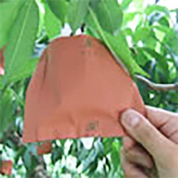 2500枚 果実袋 桃 もも二重袋 P2P 130×165mm モモ 柴 タSD