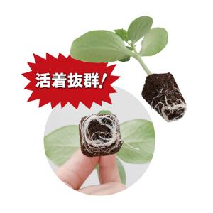 プラグ用土 コカピー 72穴 播種溝 H160...の詳細画像3