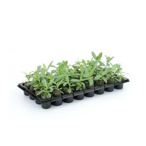 ジフィーセブンC 50mm 560個入 PLA...の詳細画像2