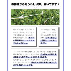 2000個 (200個×10袋) くきたっちア...の詳細画像1