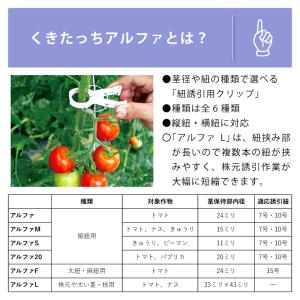 2000個 (200個×10袋) くきたっちア...の詳細画像2