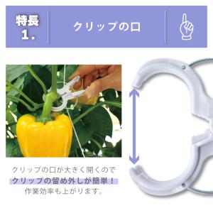 2000個 (200個×10袋) くきたっちア...の詳細画像3