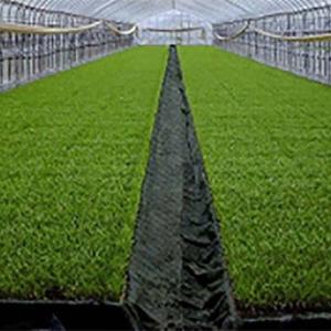 5本 TKプールシート プール育苗専用 遮水シート 黒 厚み0.15mm×幅360cm×長さ55m 29.7kg プールシート 育苗 水稲 苗 東京インキ タS 代引不可 個人宅配送不可