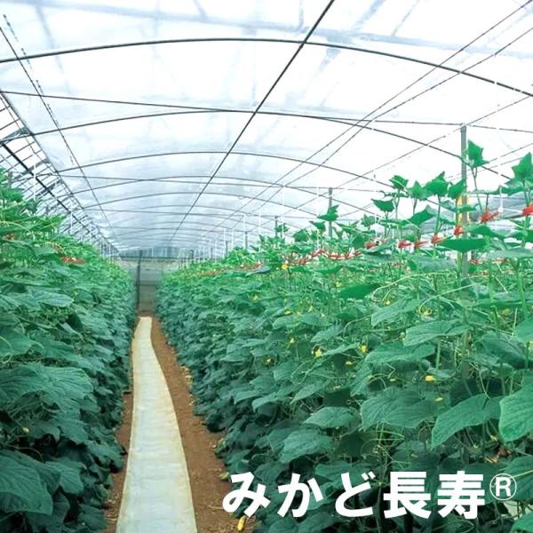 0.07mm厚 540cm幅 100m みかど長寿 70A 雨よけハウスカーテン用 農PO 透明 カ...