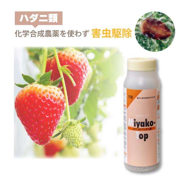 天敵製剤 ミヤコトップ 2000頭 250ml ミヤコカブリダニ ハダニ類駆除 ハウス 施設栽培 イ...