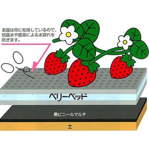 いちごページ いちご平詰用トレーPSTR259平（黒）/1000枚入（LCP-5） : 箱の店