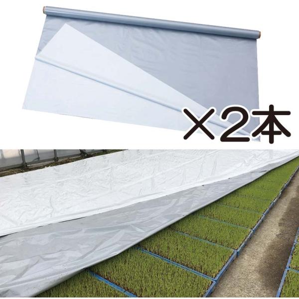 2本 ハイホワイトシルバー 3.0×50m 育苗用シート 水稲用 苗焼け防止 高反射 保温 地温抑制...