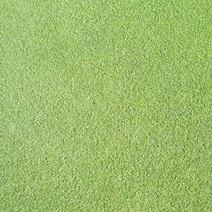 種 20kg PVP ベントグラス CY-2 コート種子 芝生用 緑肥