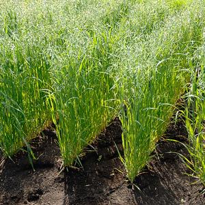 種 15kg エンバク とちゆたか 畑作 園芸 緑肥 播種期：2〜11月