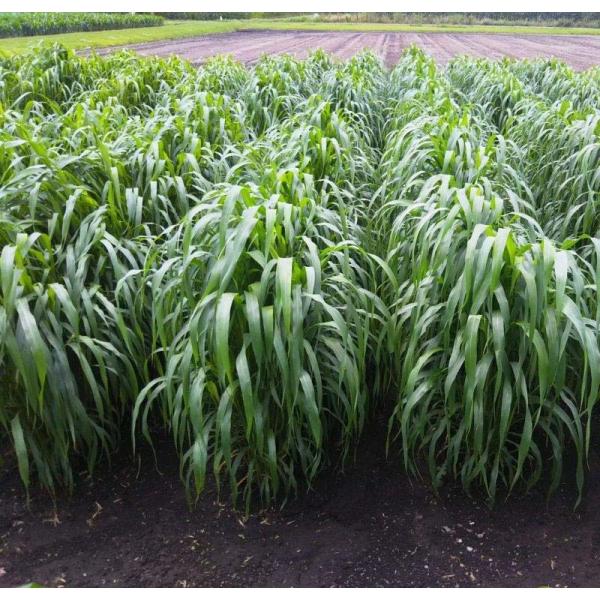 種 20kg スーダングラス ネオうまかろーる ニューダン 雪印種苗 米S 代引不可 (登録品種名:...