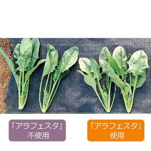 12本 アラフェスタ 1kg ALA-FeST...の詳細画像2