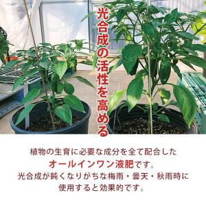 12本 アラフェスタ 1kg ALA-FeST...の詳細画像3