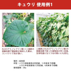 12本 アラフェスタ 1kg ALA-FeST...の詳細画像5
