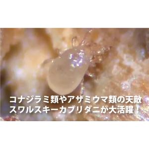 天敵製剤 スワマイト 25000頭 500ml...の詳細画像1