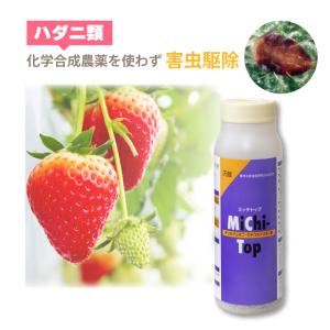 苺　ネット　１０ｍ×５ｍ、８ｍ×５ｍ 苺 ネット 10m×5m、8m×5m 苺 ネット 10m×5m、8m×5m