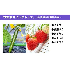 天敵製剤 ミッチトップ チリカブリダニ400頭...の詳細画像5