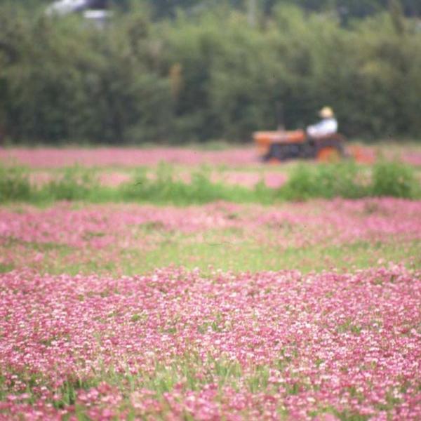 種 20kg レンゲ 地力増進 景観緑肥 れんげ 蓮華 雪印種苗 米S 代引不可 (登録品種名:レン...