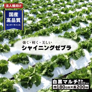 4本 白黒マルチ 幅180cm シャイニングゼブラ 国産 穴なし センターライン入 白黒マルチシート 畑 地温 温度 抑制 防草 雑草対策 プラスワイズ Z 個人宅配送不可｜plusysbtob