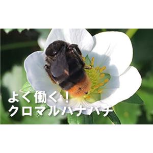 2箱 アグリ・トップ クロマルNEXT クロマ...の詳細画像2
