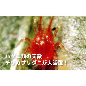 2個 天敵製剤 チリトップ 2000頭 500...の詳細画像1