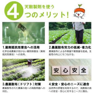 2個 天敵製剤 チリトップ 2000頭 500...の詳細画像4