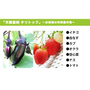 2個 天敵製剤 チリトップ 2000頭 500...の詳細画像5