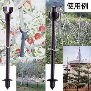50本 イボ竹 33mm×3.6m 黒 果樹支...の詳細画像2