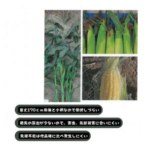 種 トウモロコシ ミルキーシュガー80 小袋 ...の詳細画像1