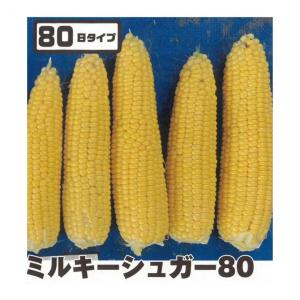 種 トウモロコシ ミルキーシュガー80 小袋 ...の詳細画像3