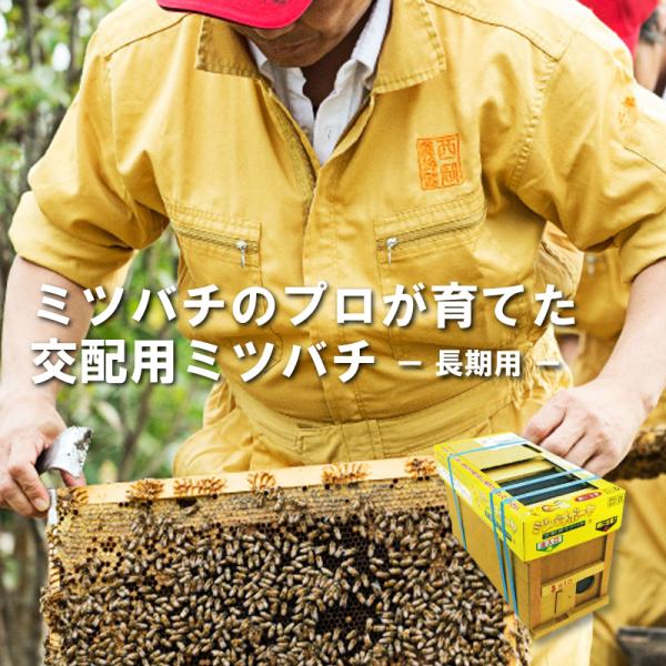 ミツバチ 受粉用 ミツバチボーヤ8000 長期 交配用 女王蜂付 蜜蜂 8000匹 花粉 交配 授粉...